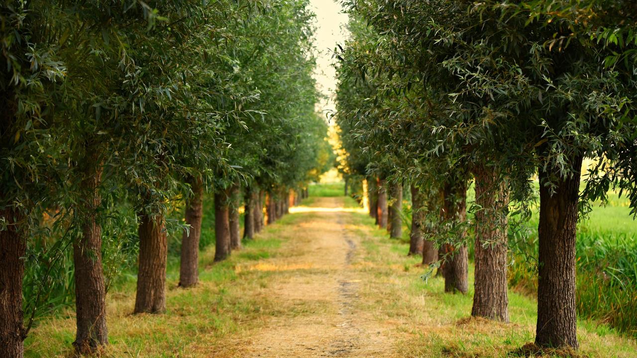 El motivo por el que cada vez más personas pintan los troncos de sus árboles con pintura blanca